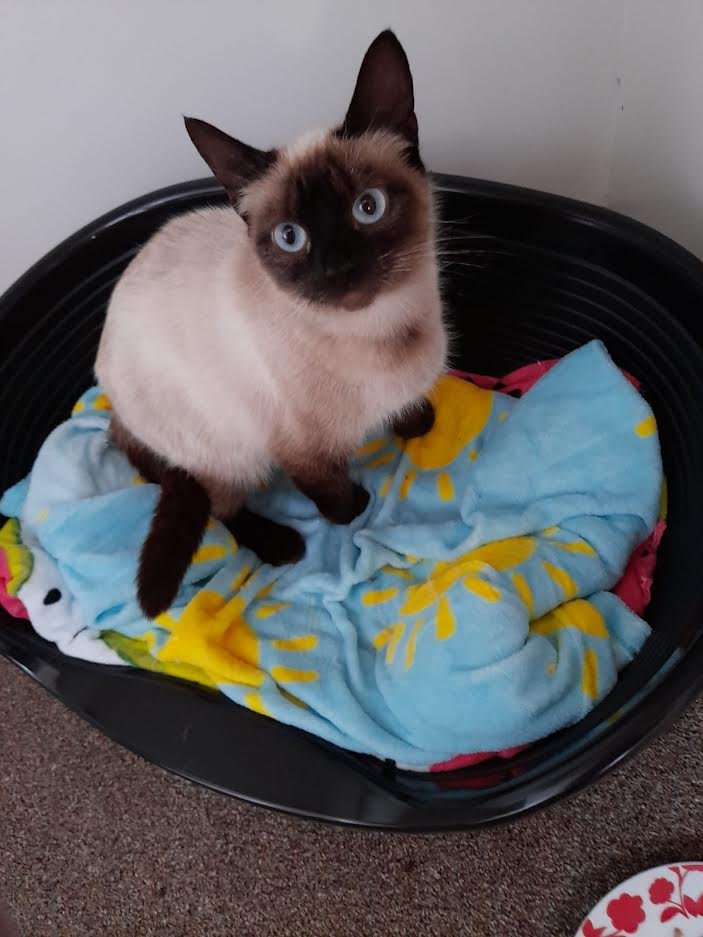 Rescue Burmese Cat Society