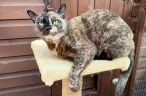 Flo, a tortie Burmese cat looking for a new home