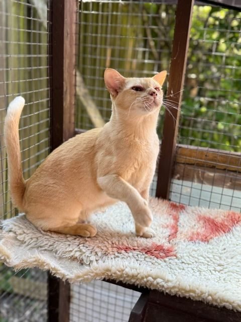 Estilia Alys, a cream Burmese cat looking for a new home