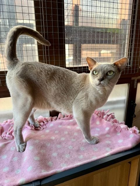 JB, a lilac Burmese cat looking for a new home