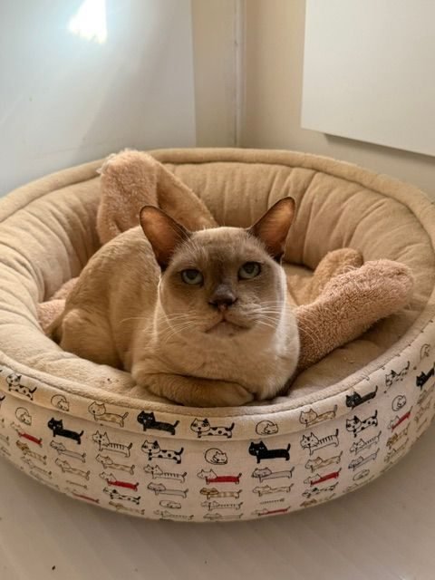 Oakford Maiya, a brown Burmese cat looking for a new home