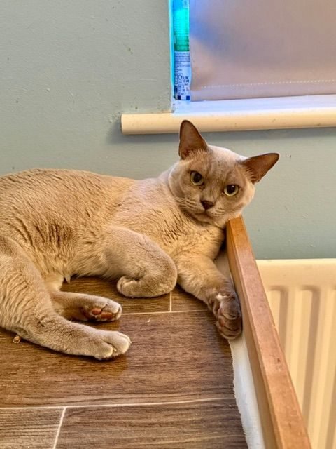 Misty, a red Burmese cat looking for a new home