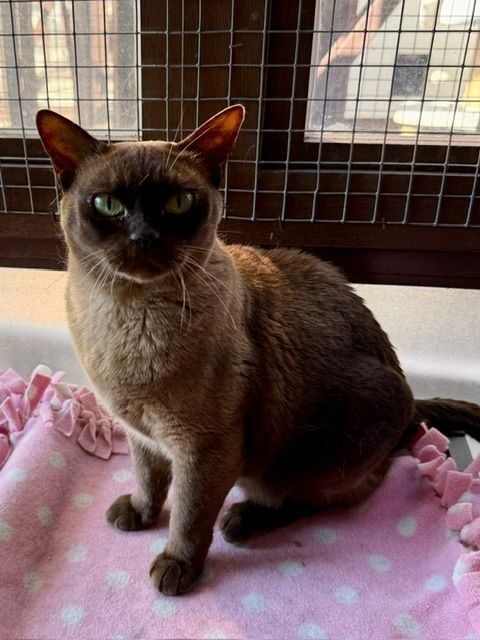 Selene, a brown Burmese cat looking for a new home