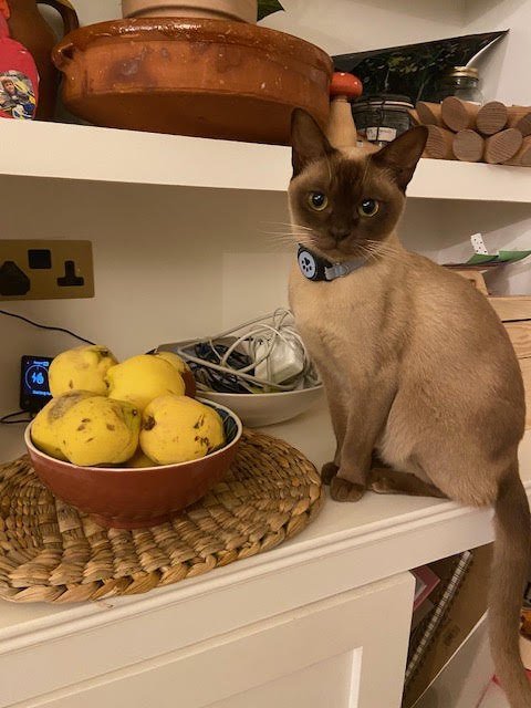 Lister, a two-year-old Burmese boy looking for a new home